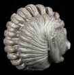 Wide Enrolled Flexicalymene Trilobite - Ohio #55410-2